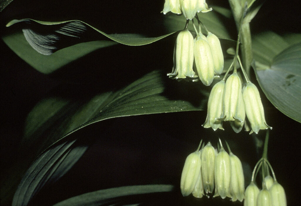 Polygonatum_biflorum_photo_1