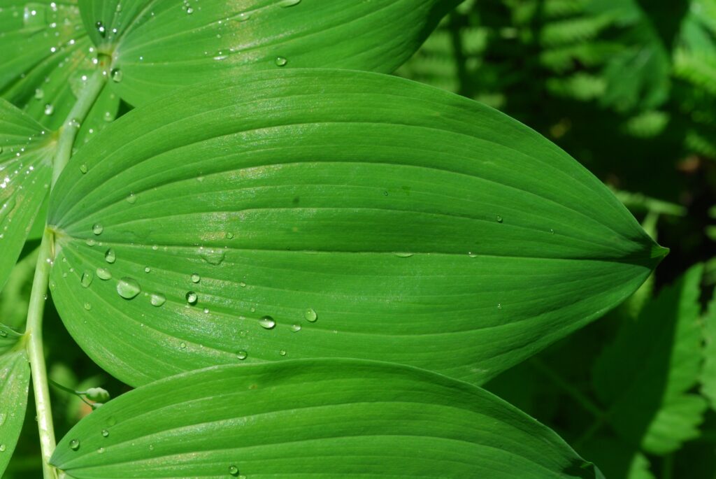 Polygonatum_biflorum_photo_2