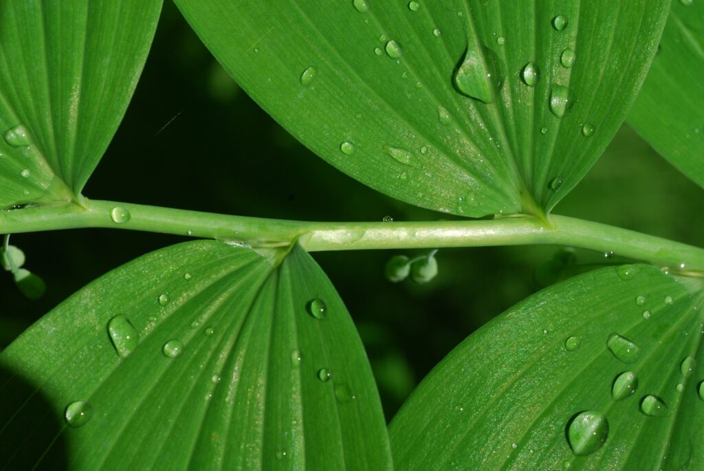 Polygonatum_biflorum_photo_3