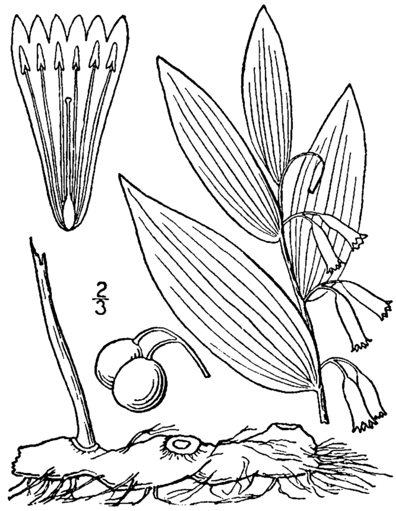 Polygonatum_biflorum_sketch_1