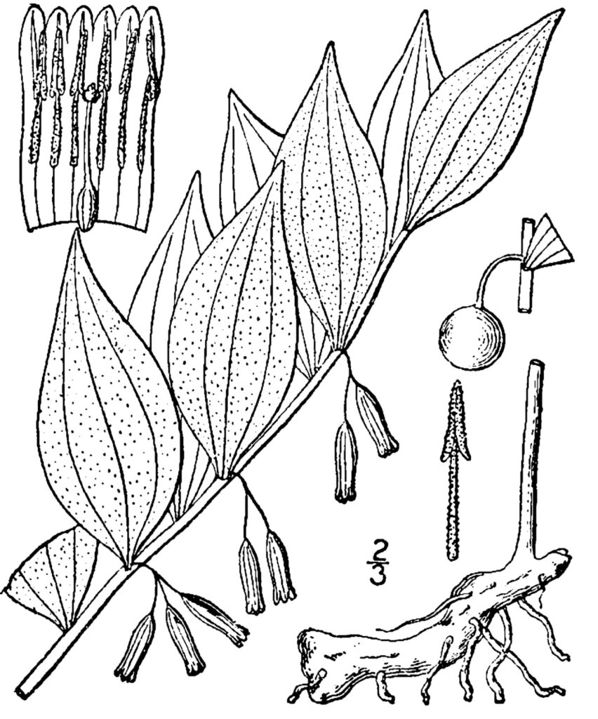 Polygonatum_biflorum_sketch_2