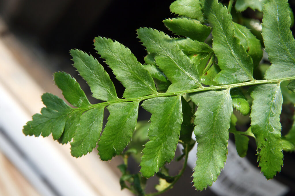 Polystichum_acrostichoides_photo_2