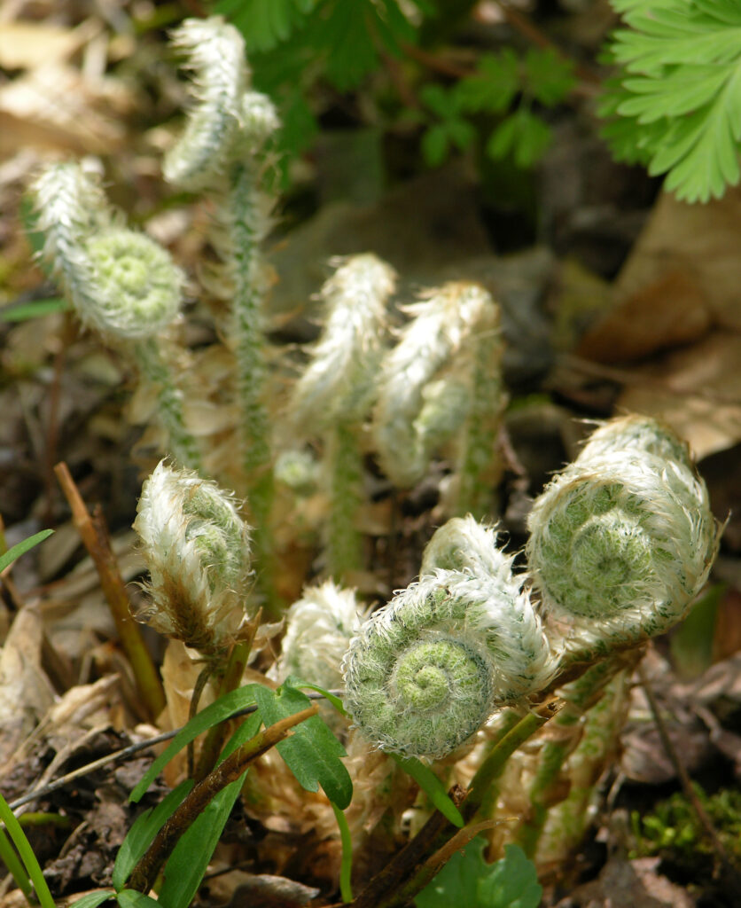 Polystichum_acrostichoides_photo_3