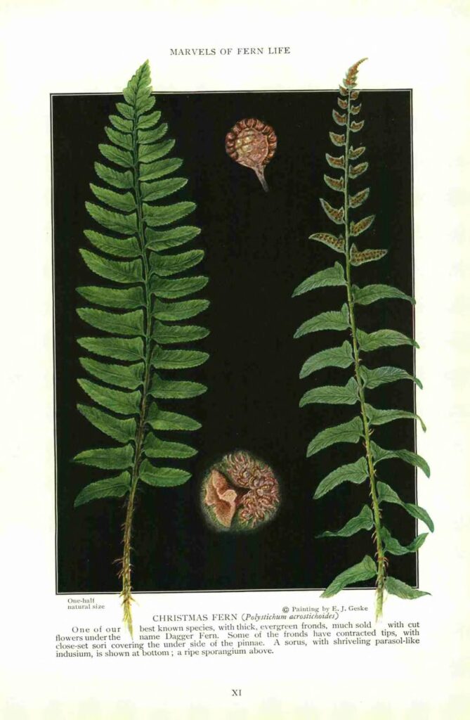 Polystichum_acrostichoides_sketch_1