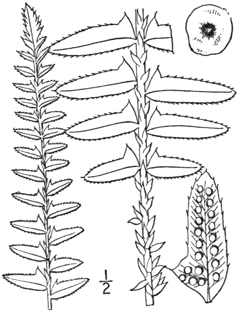 Polystichum_acrostichoides_sketch_2