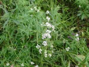 Virginia Mountainmint