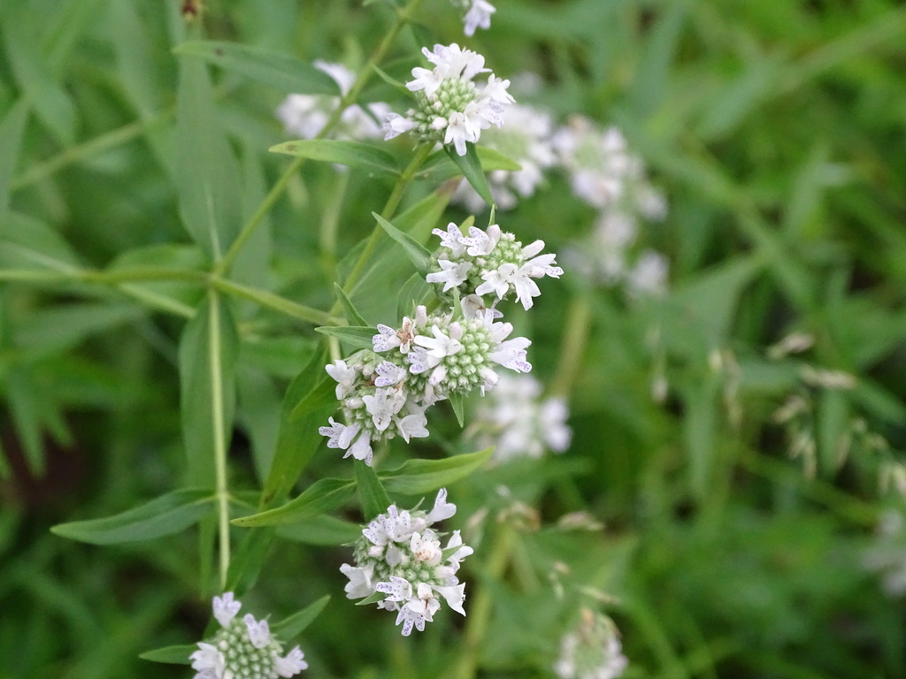 Pycnanthemum_virginianum_photo_2