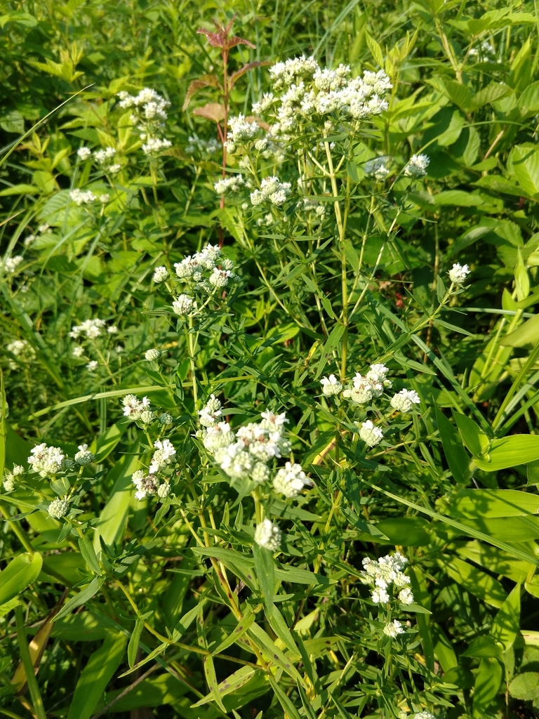 Pycnanthemum_virginianum_photo_3