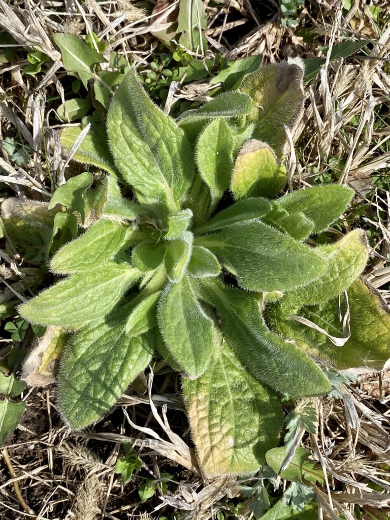 Rudbeckia_hirta_photo_2