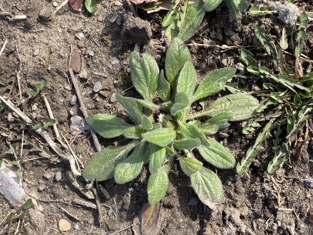 Rudbeckia_hirta_photo_3