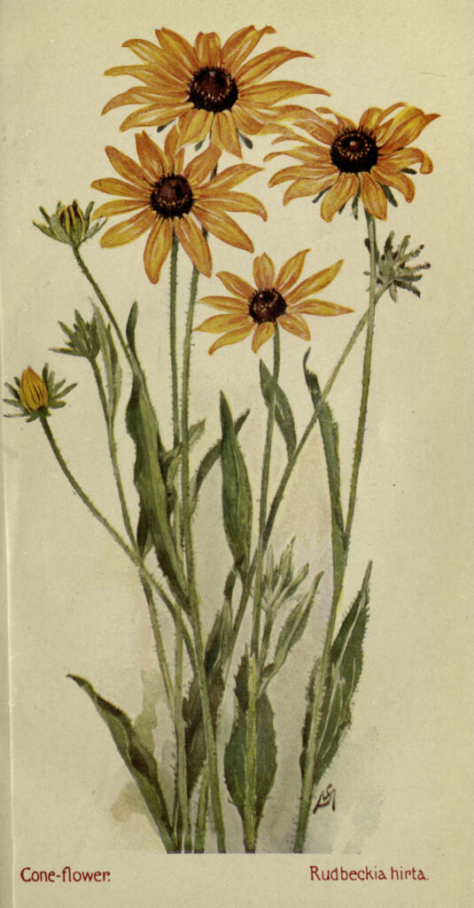 Rudbeckia_hirta_sketch1