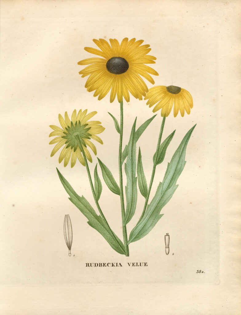 Rudbeckia_hirta_sketch_1