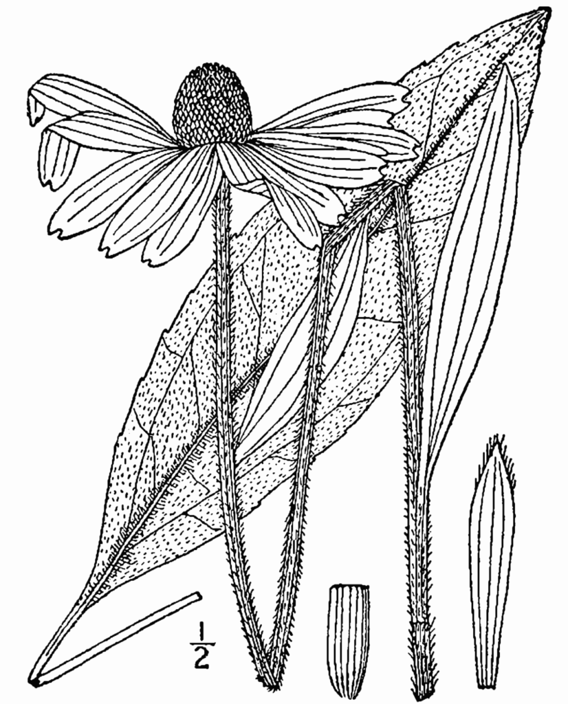 Rudbeckia_hirta_sketch_2