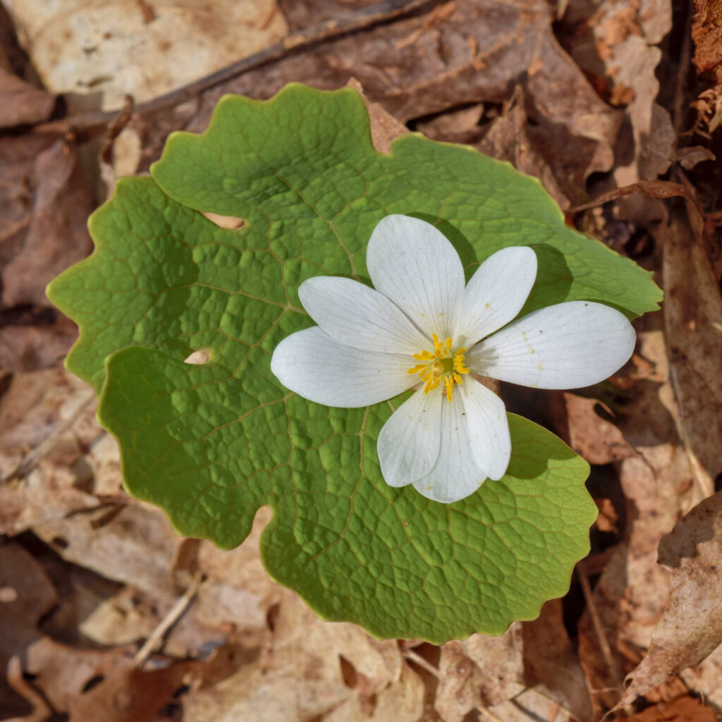Sanguinaria_canadensis_photo_1