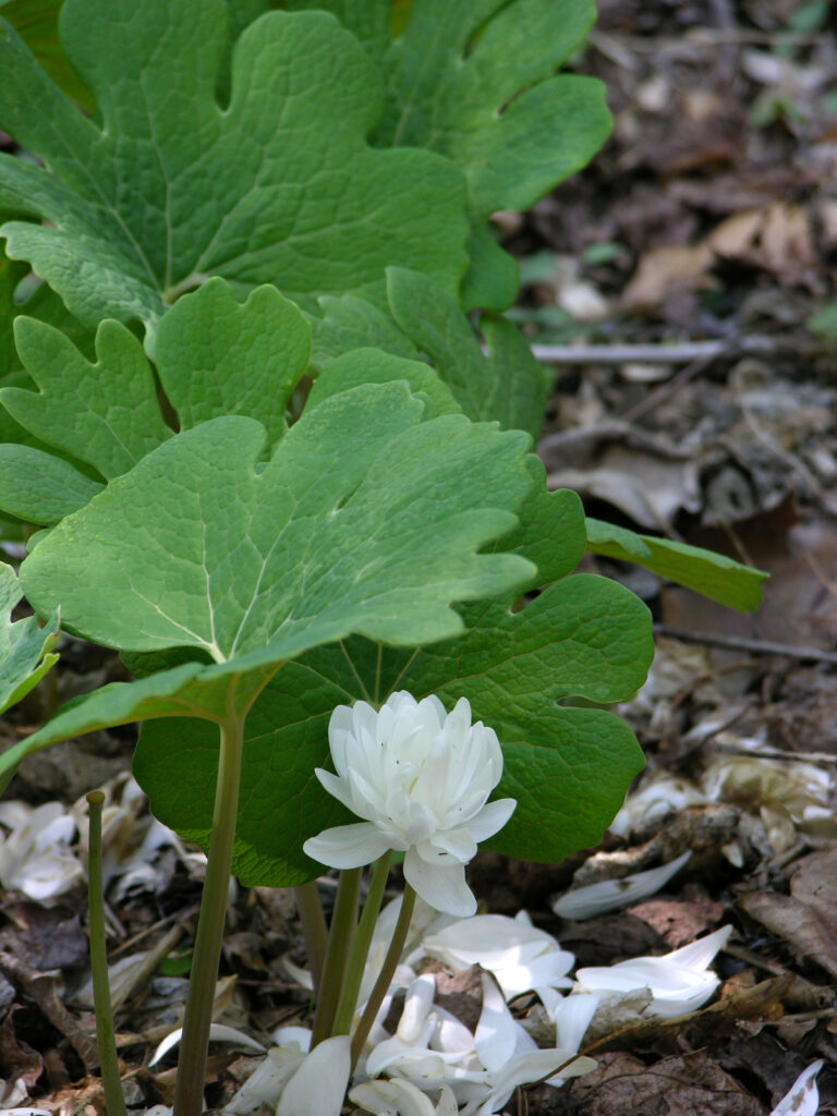 Sanguinaria_canadensis_photo_2