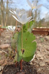 Bloodroot
