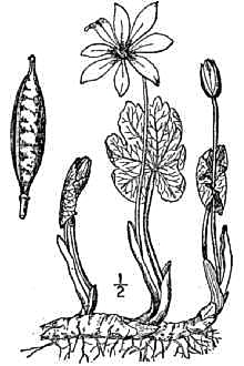 Sanguinaria_canadensis_sketch_1