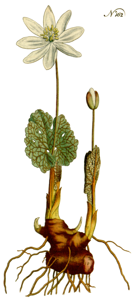 Sanguinaria_canadensis_sketch_2