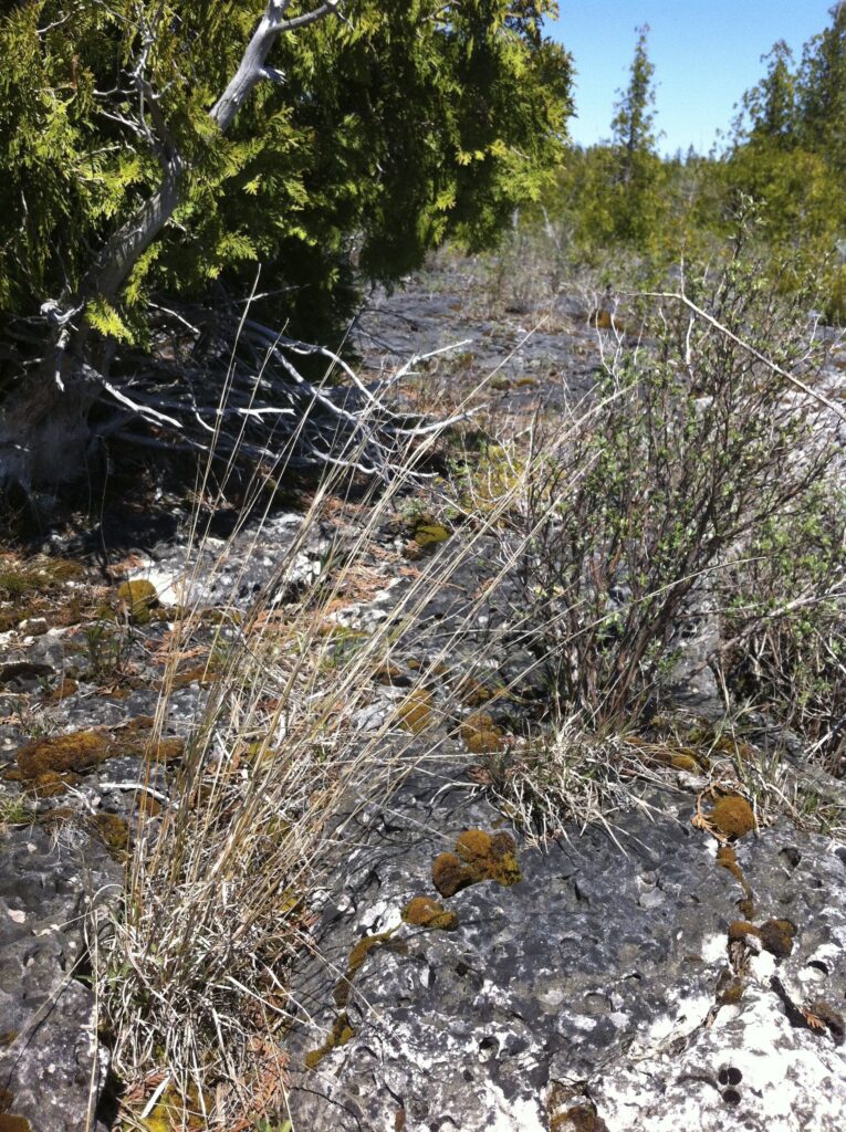 Schizachyrium_scoparium_photo_1