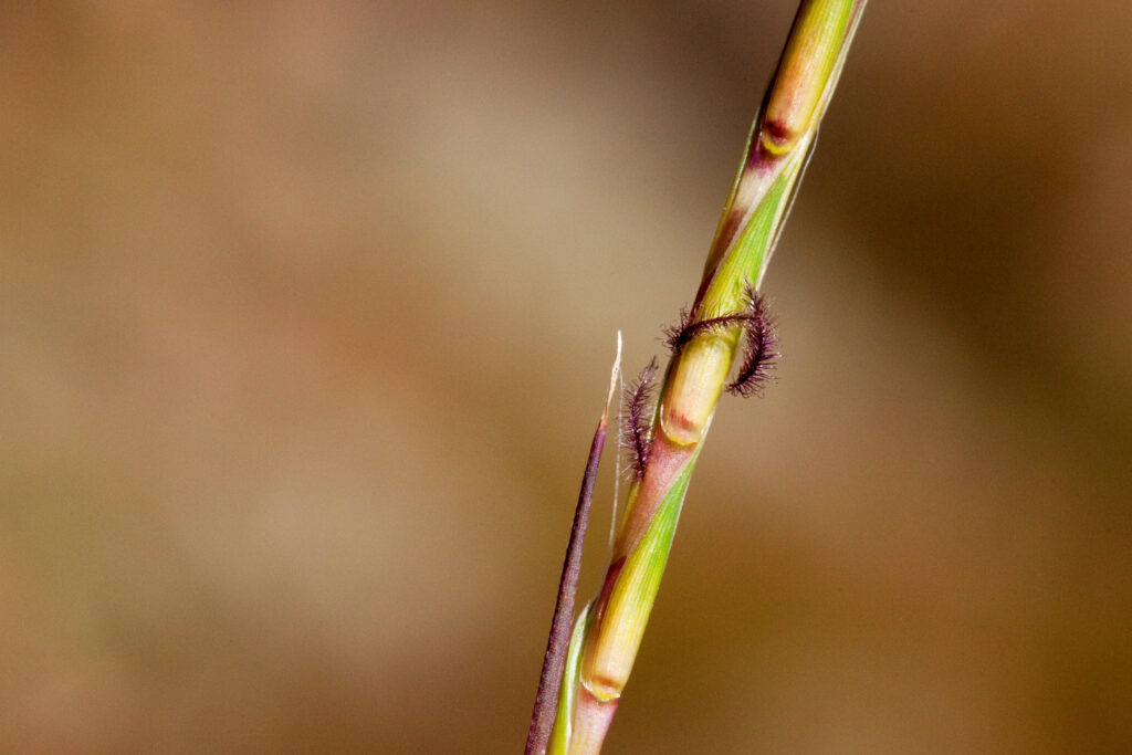 <i>Schizachyrium scoparium</i>