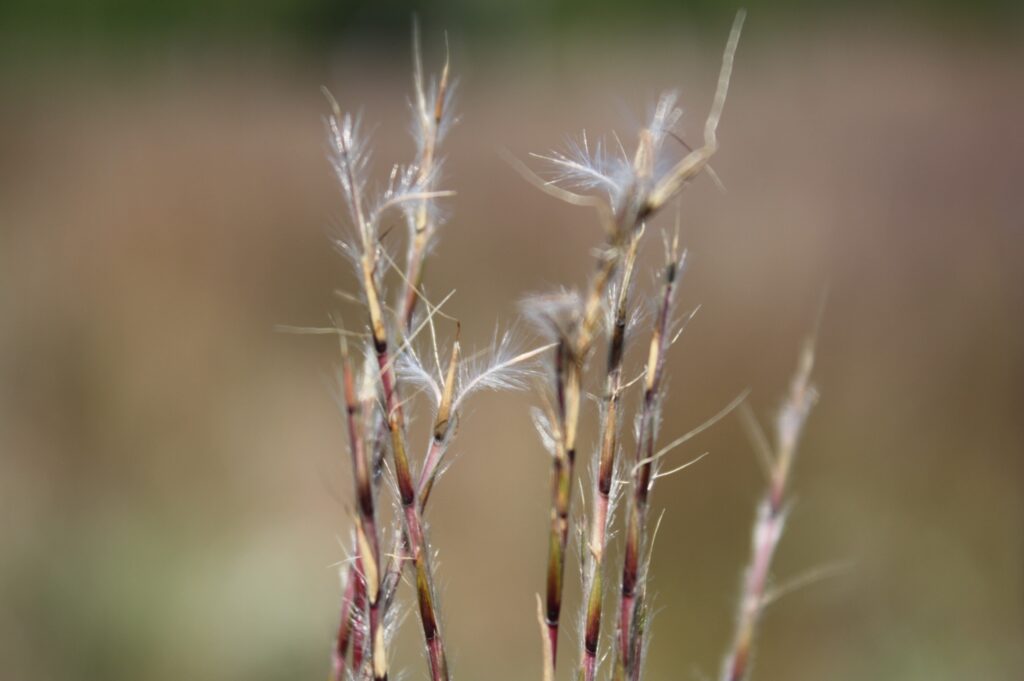 Schizachyrium_scoparium_photo_3