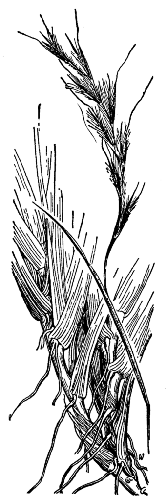 Schizachyrium_scoparium_sketch_1