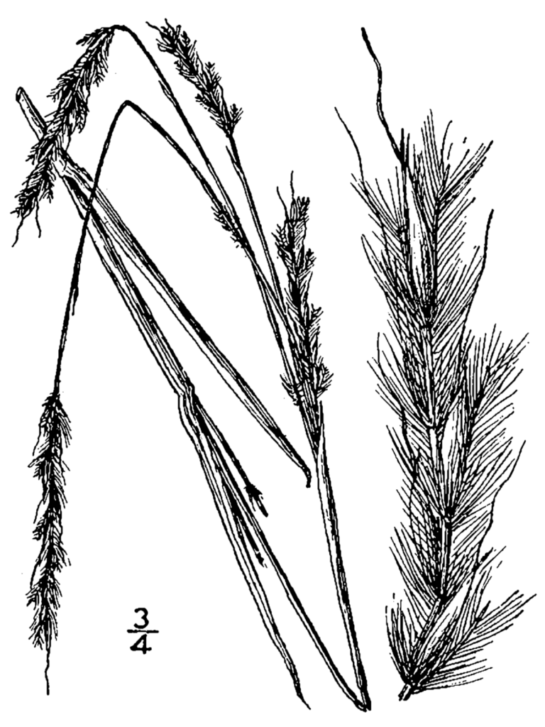 Schizachyrium_scoparium_sketch_2