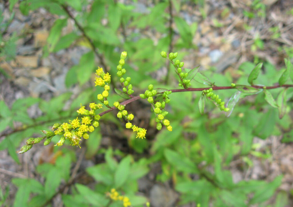 Solidago_arguta_photo_2