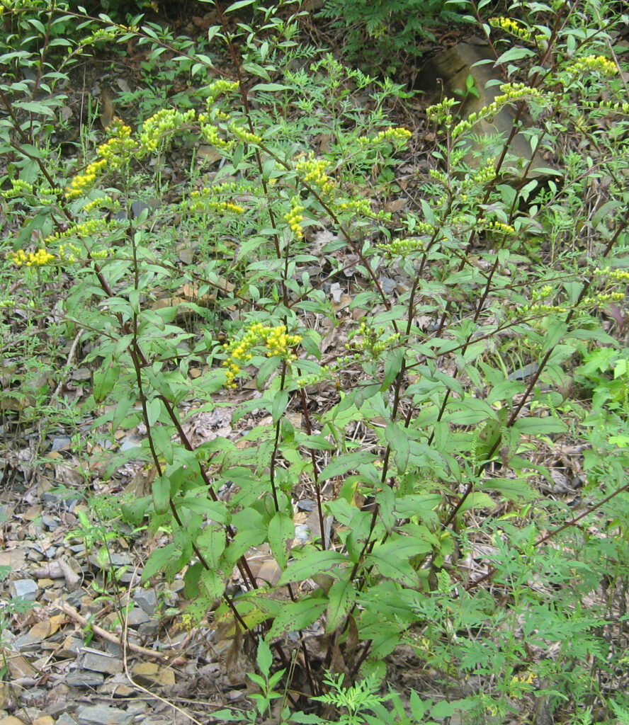 Solidago_arguta_photo_3