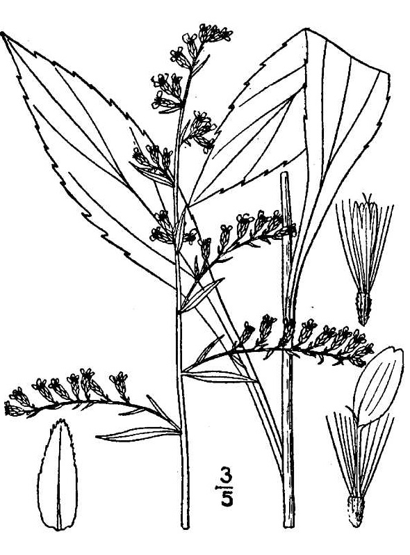 Solidago_arguta_sketch_1