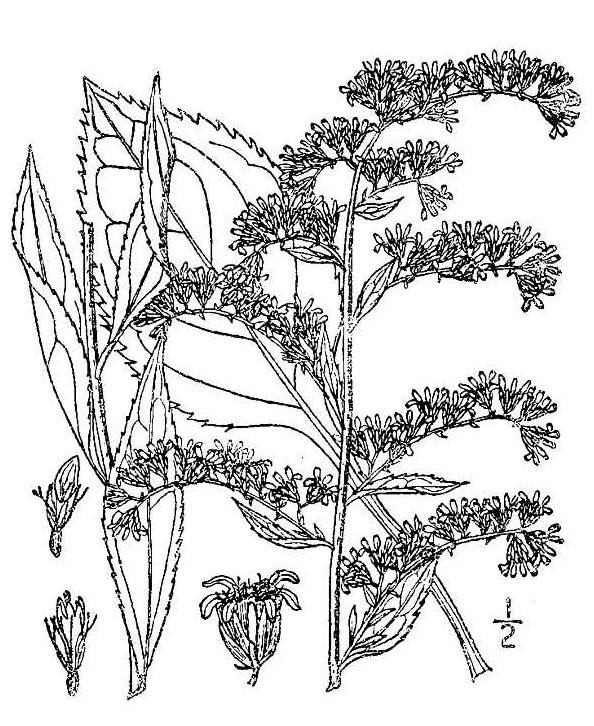 Solidago_arguta_sketch_2