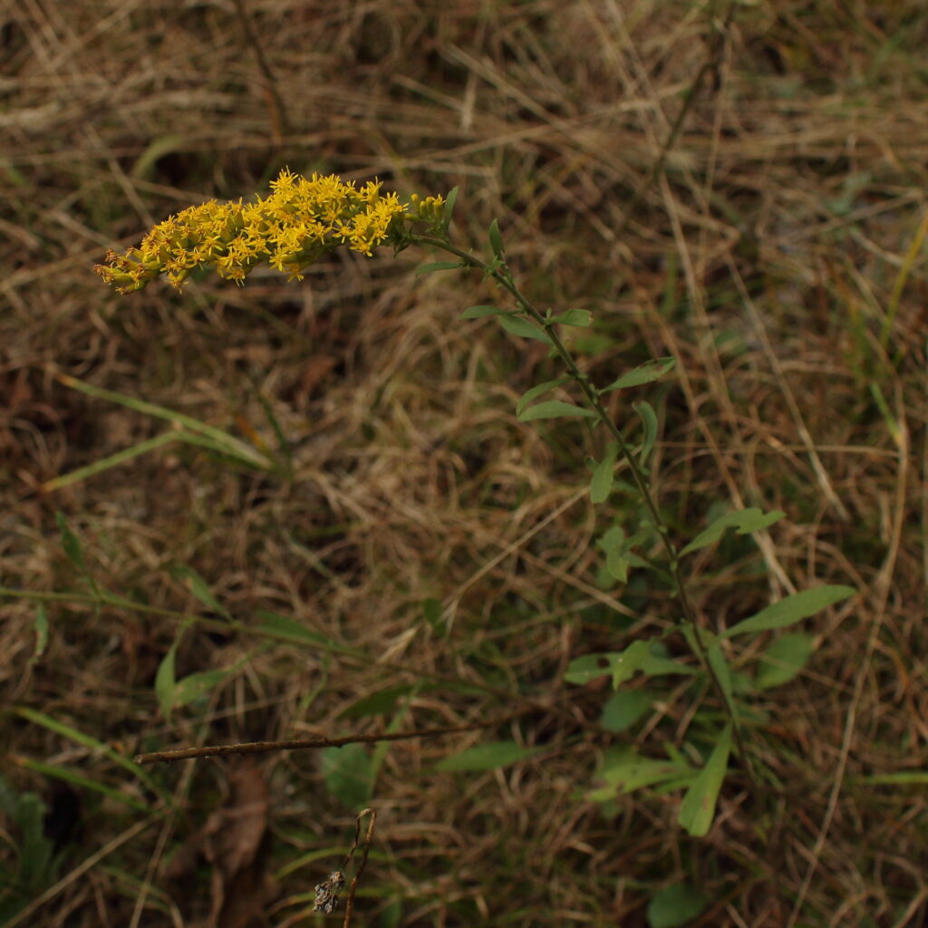 Solidago_nemoralis_photo_1