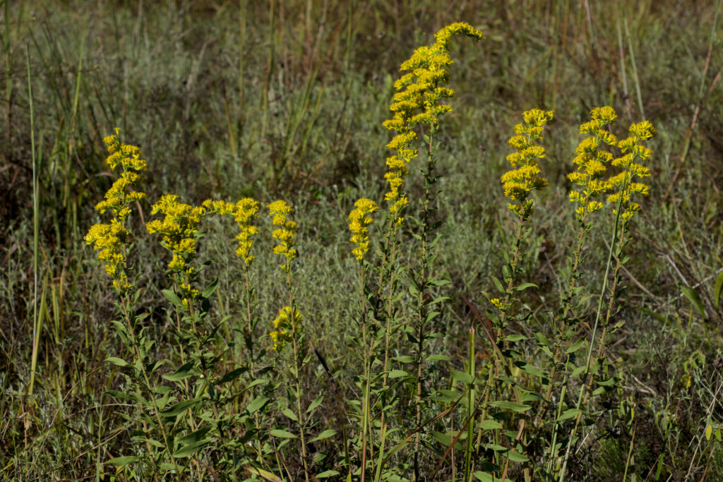 Solidago nemoralis