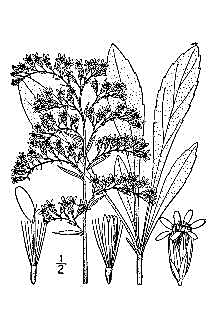 Solidago_nemoralis_sketch_1