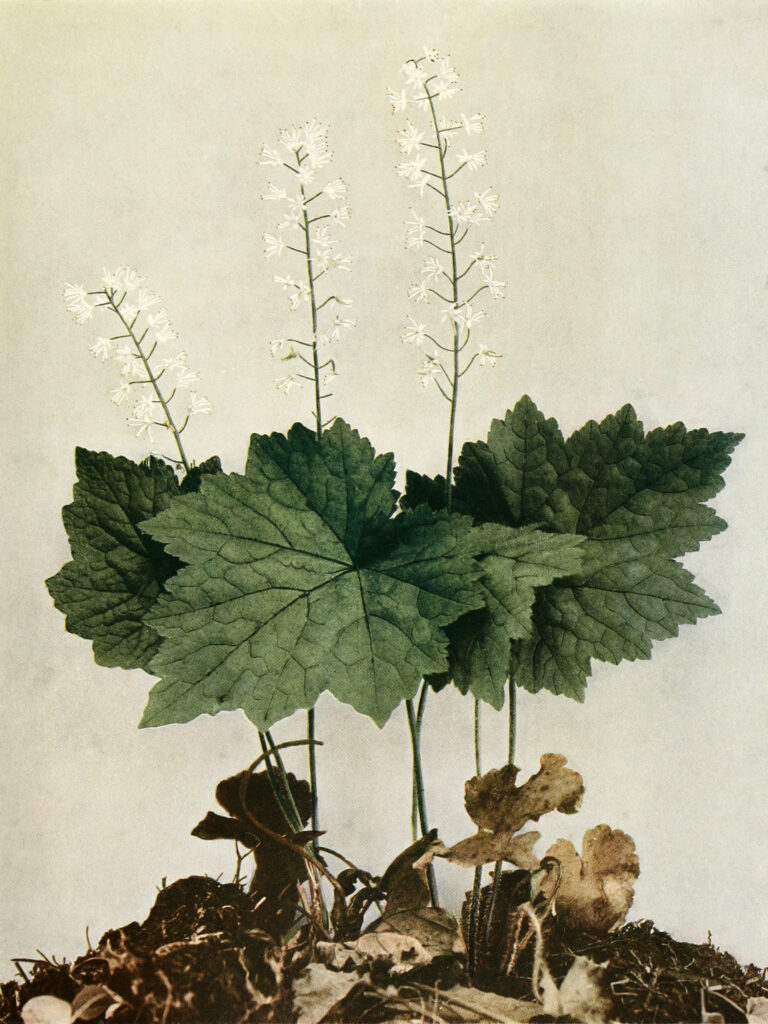 Tiarella_cordifolia_sketch_1
