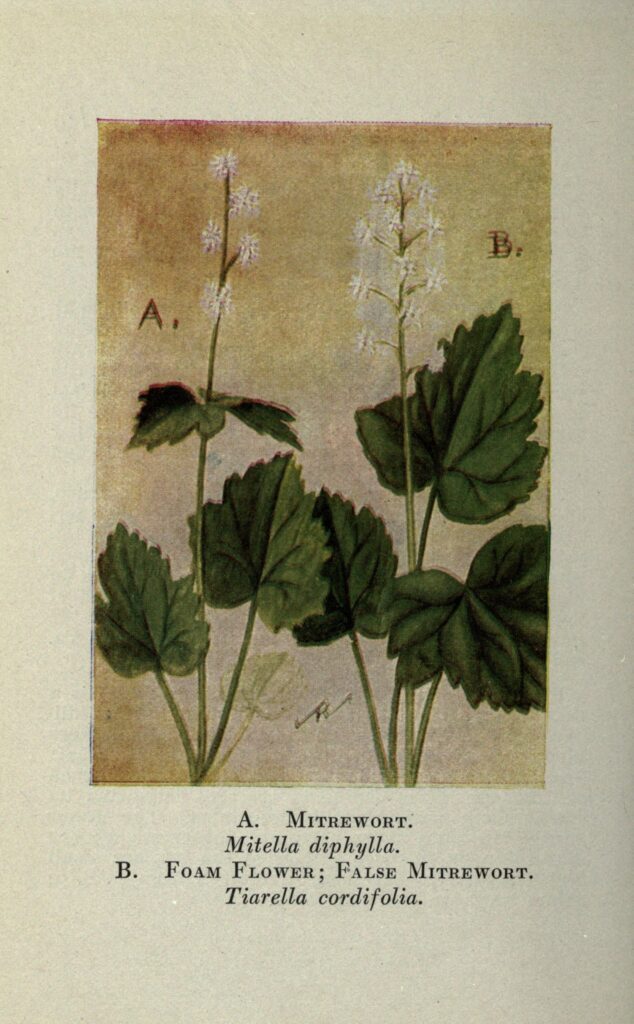Tiarella_cordifolia_sketch_2