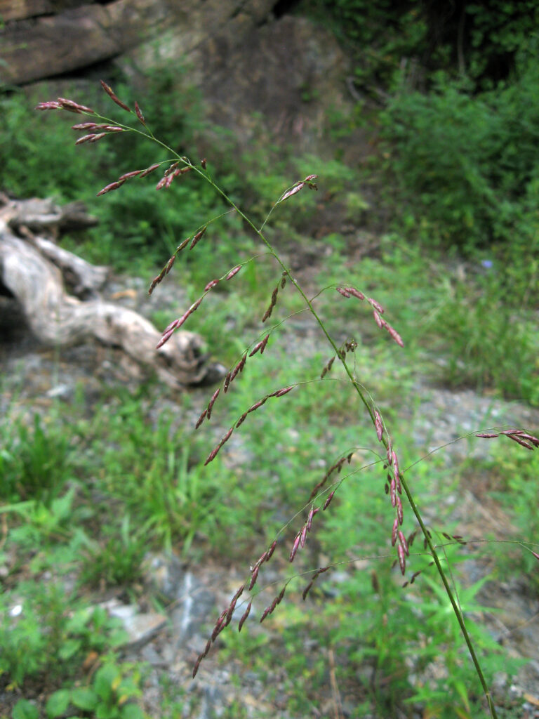 Tridens_flavus_photo_2