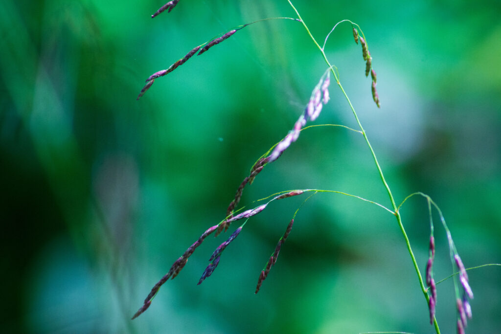 Tridens_flavus_photo_3