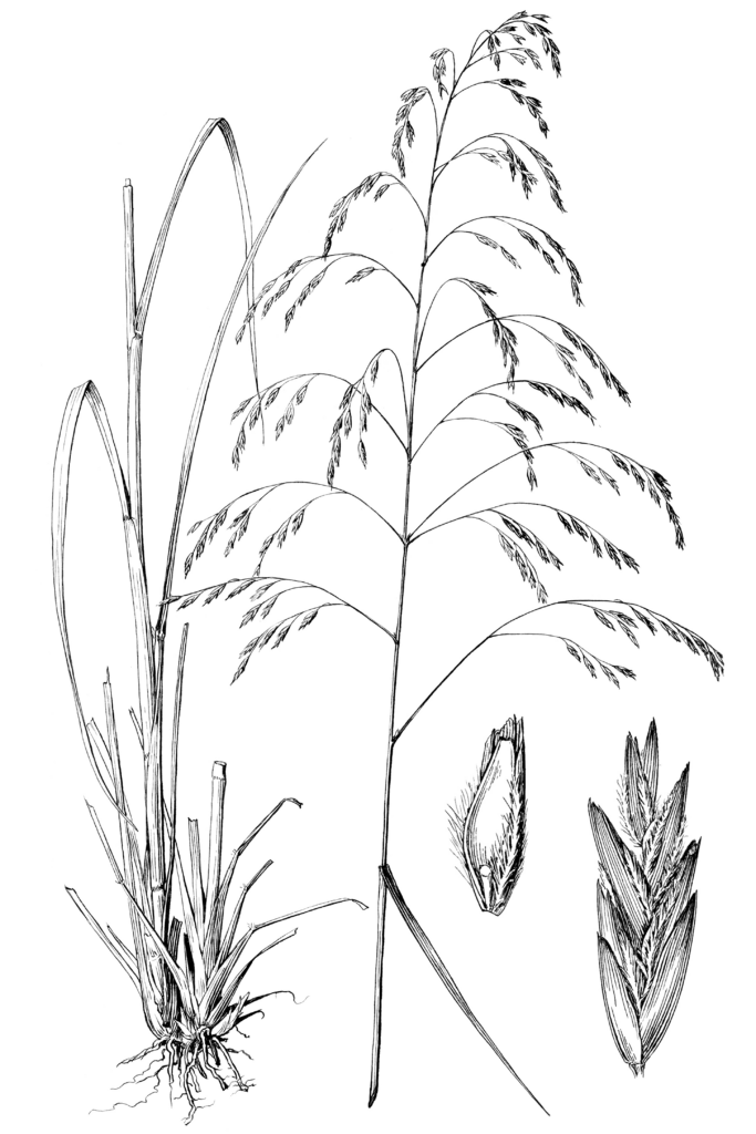 Tridens_flavus_sketch_1