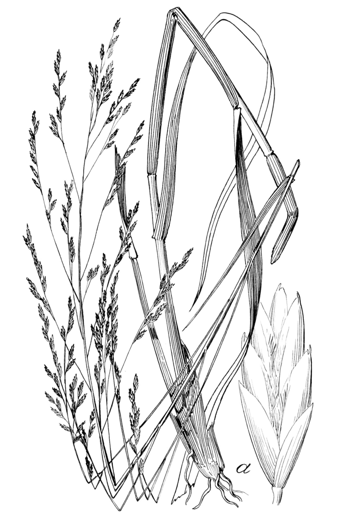 Tridens_flavus_sketch_2