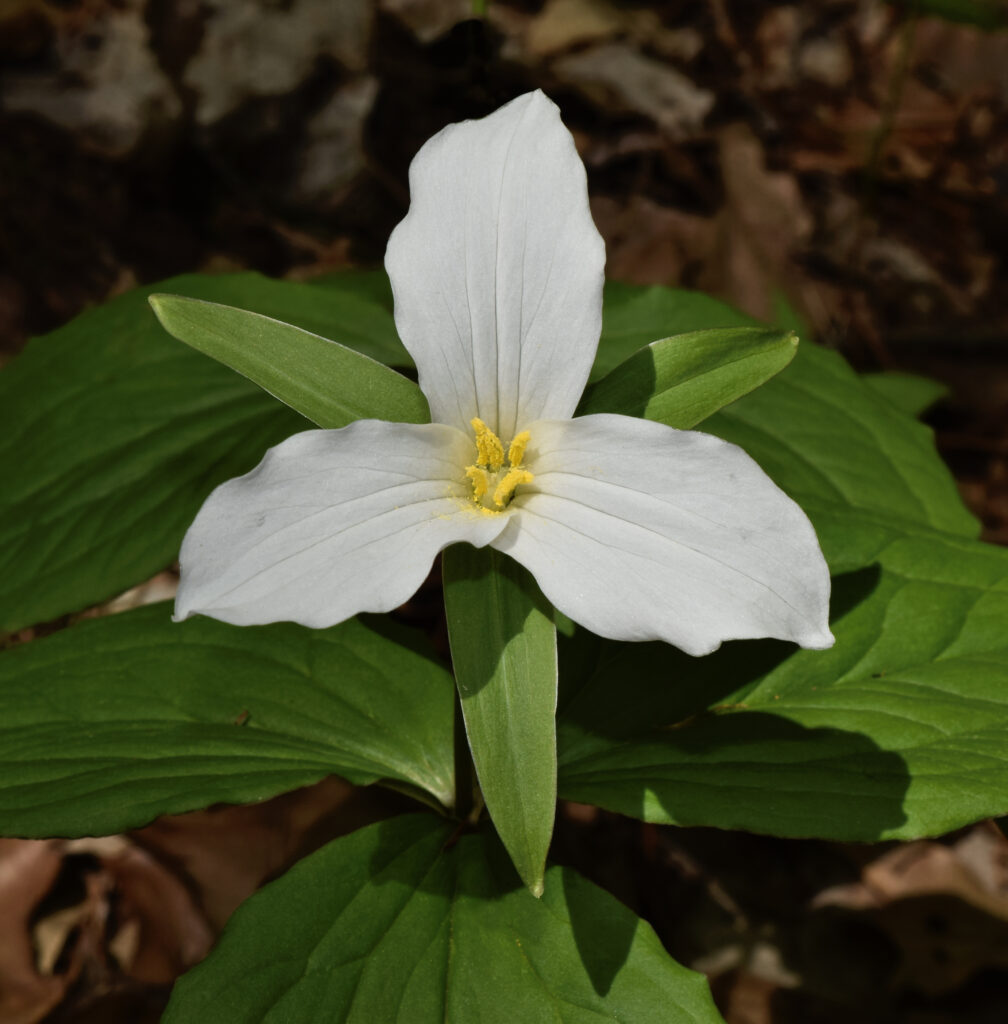 Trillium_grandiflorum_photo_1