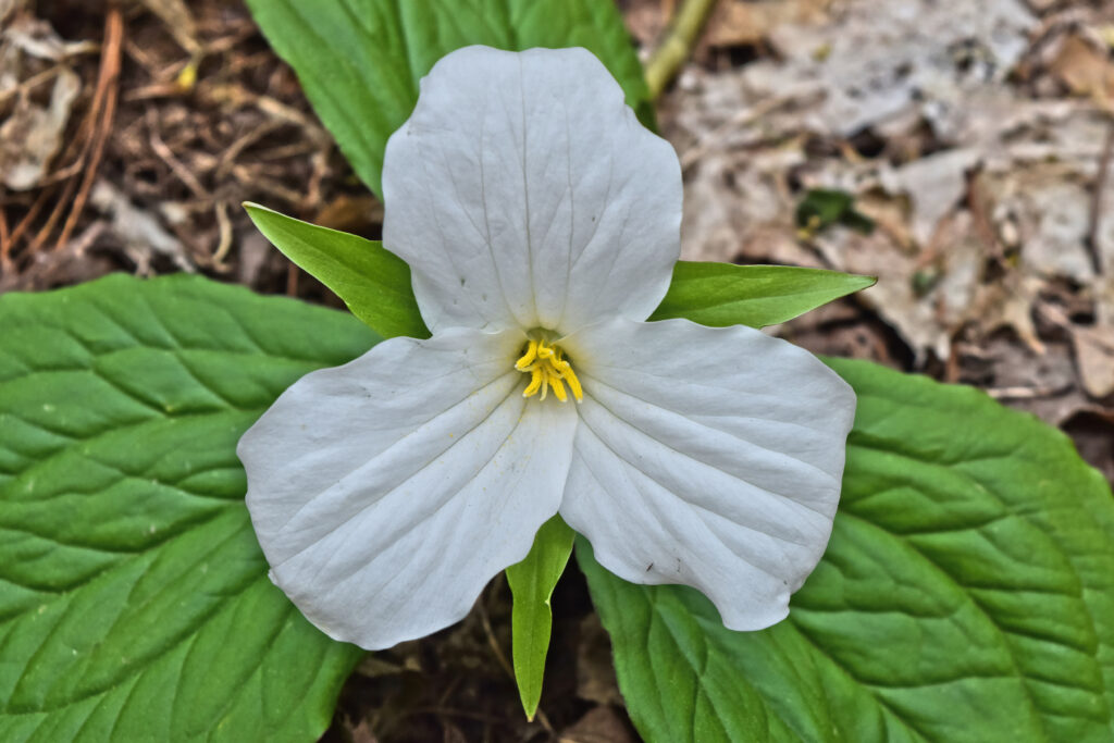 Trillium_grandiflorum_photo_2
