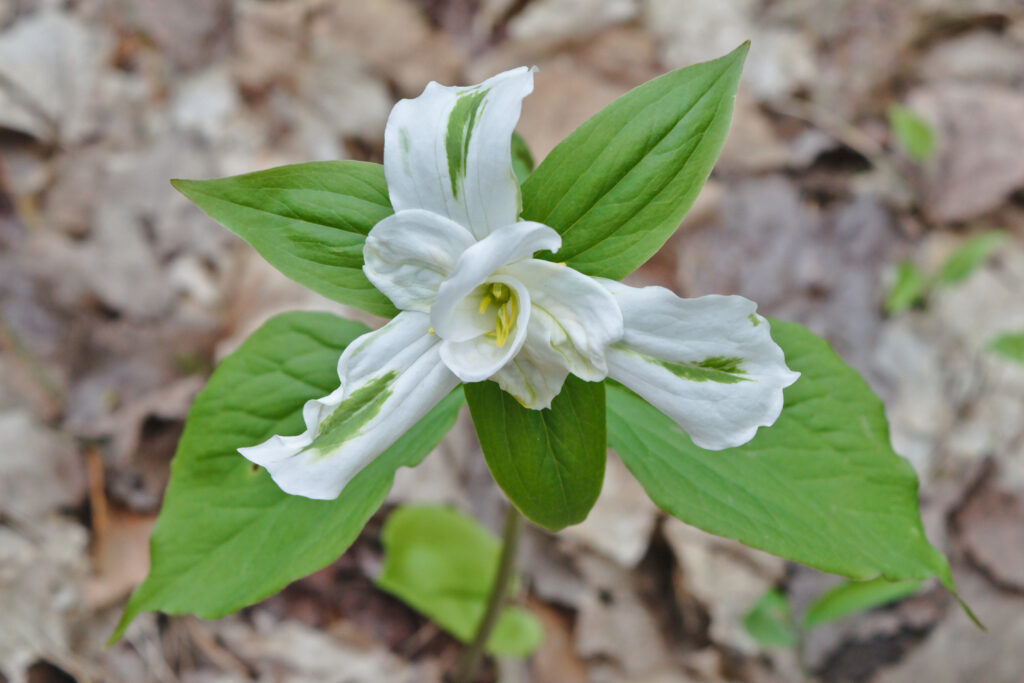 Trillium_grandiflorum_photo_3