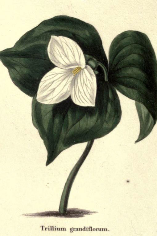 Trillium_grandiflorum_sketch_1