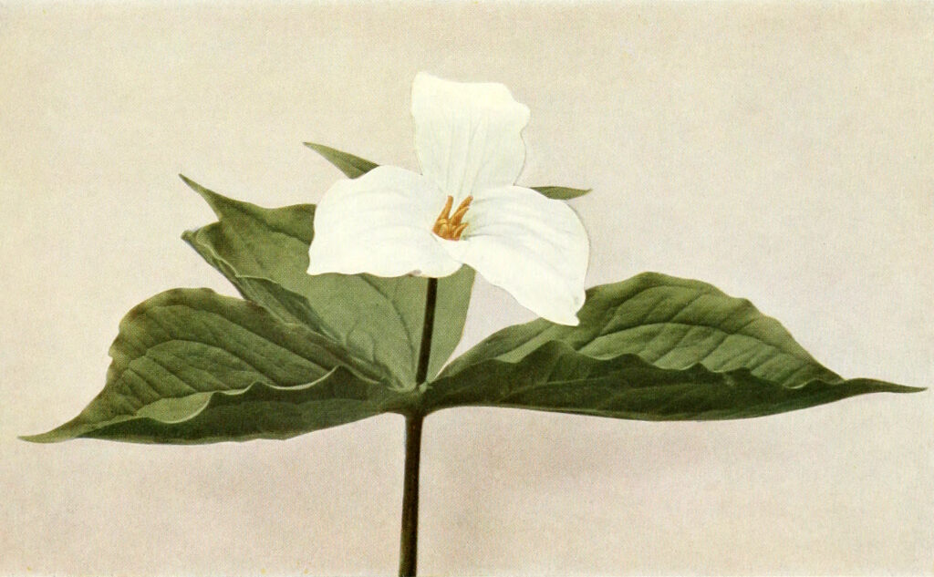 Trillium_grandiflorum_sketch_2