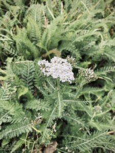 Yarrow