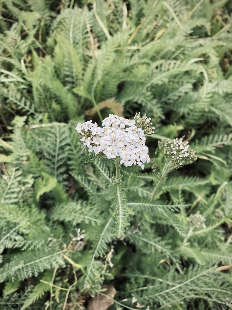 Achillea_millefolium_photo_2