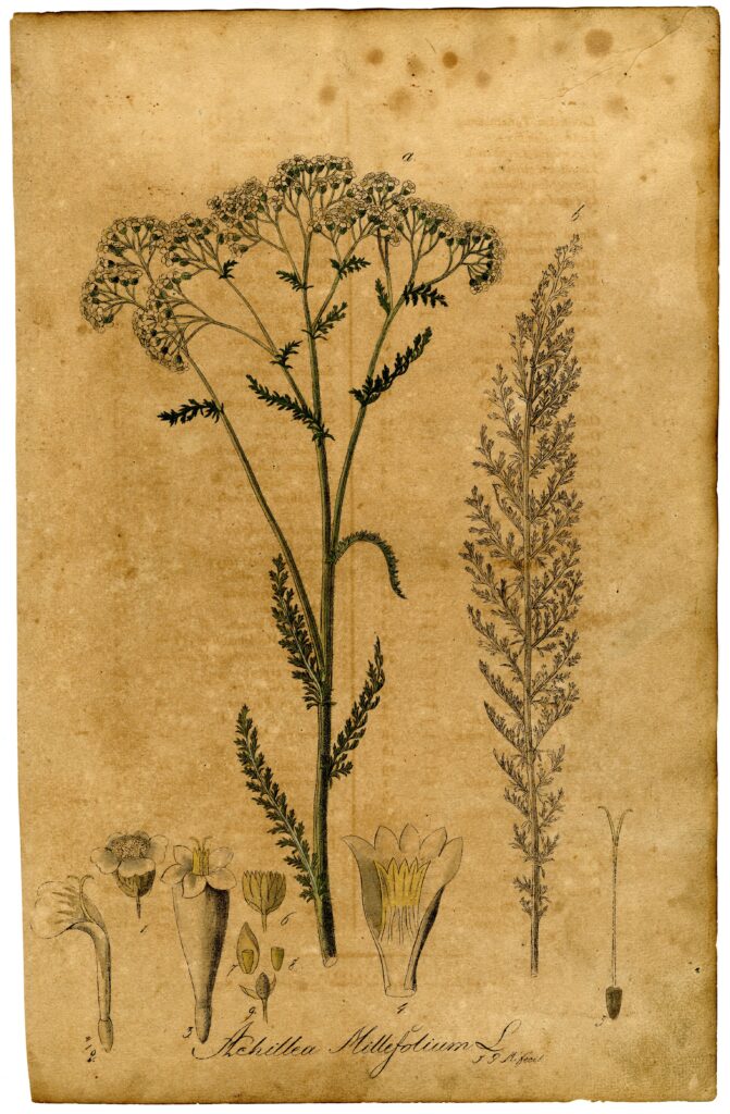 Achillea_millefolium_sketch_1