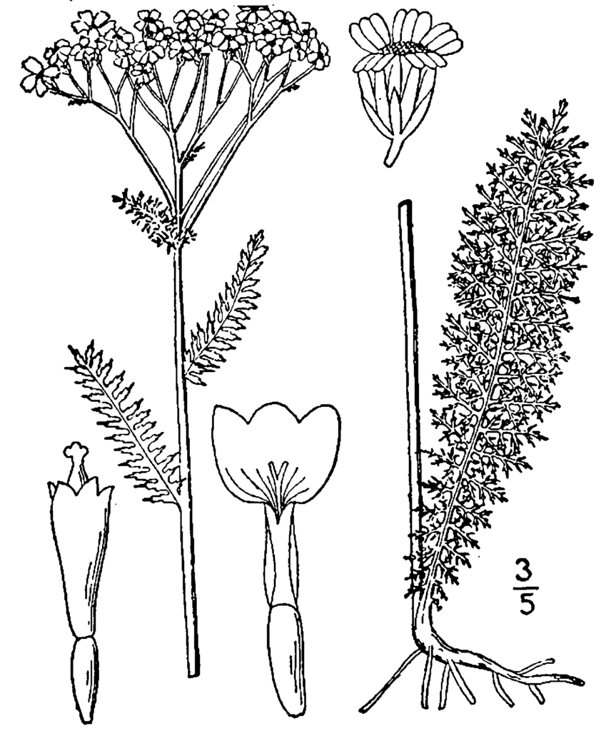 Achillea_millefolium_sketch_2