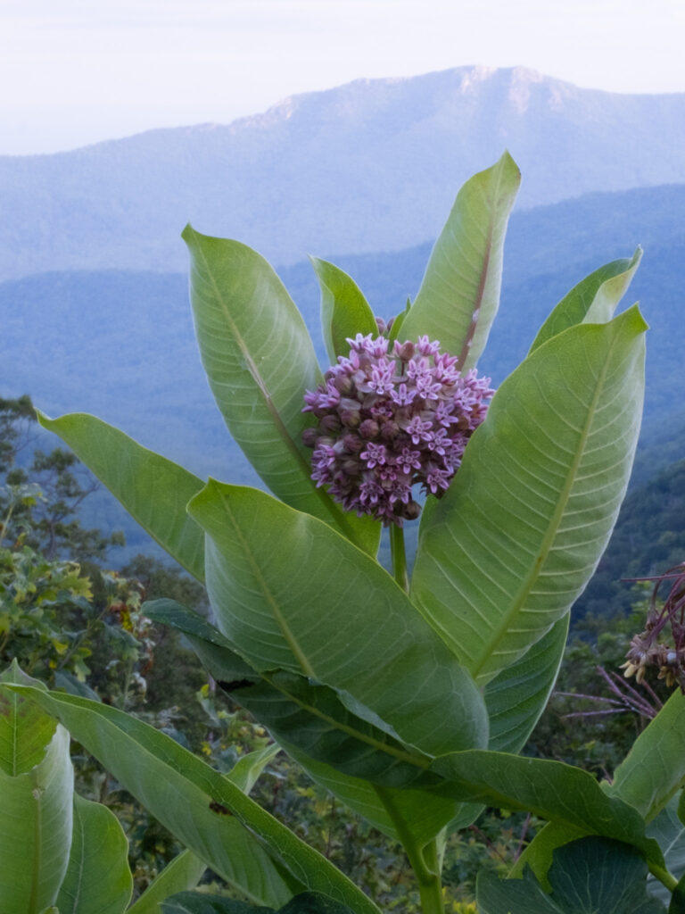 Asclepias_syriaca_photo_1